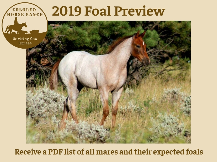 Colored Horse Ranch Quarter Horses and Paints for sale