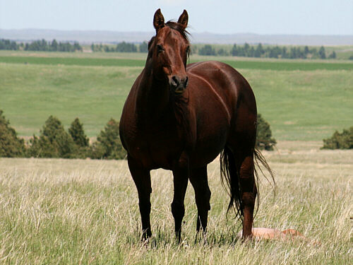 Horses for Sale