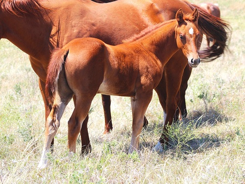 cats okalena colt