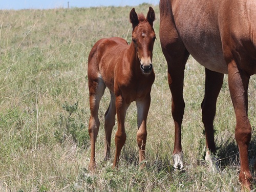 filly