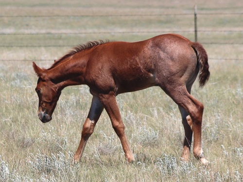 filly