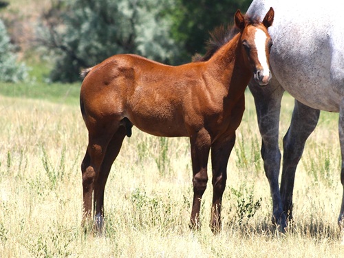 gray 2026 colt