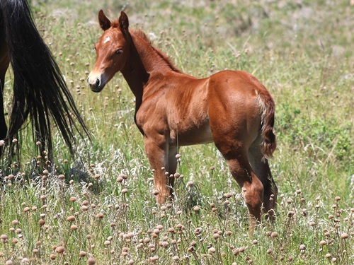 colt