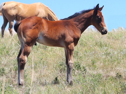 #20 colt
