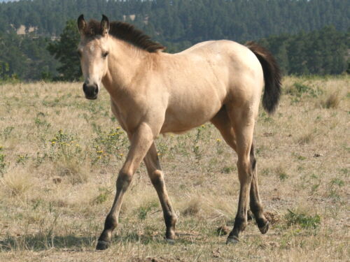 Horses for Sale - www.coloredhorseranch.com