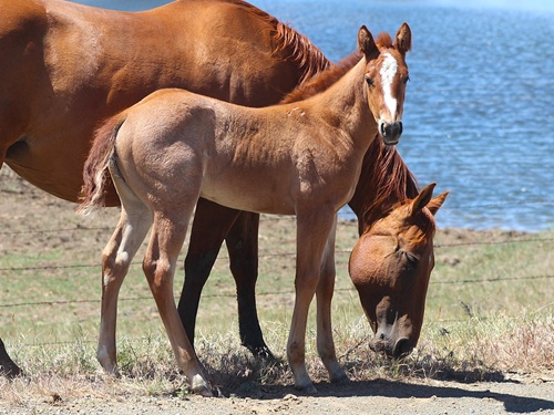 filly
