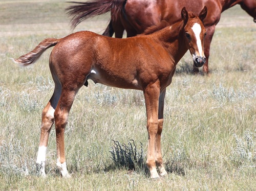colt